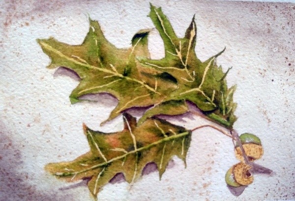 Mighty Oak