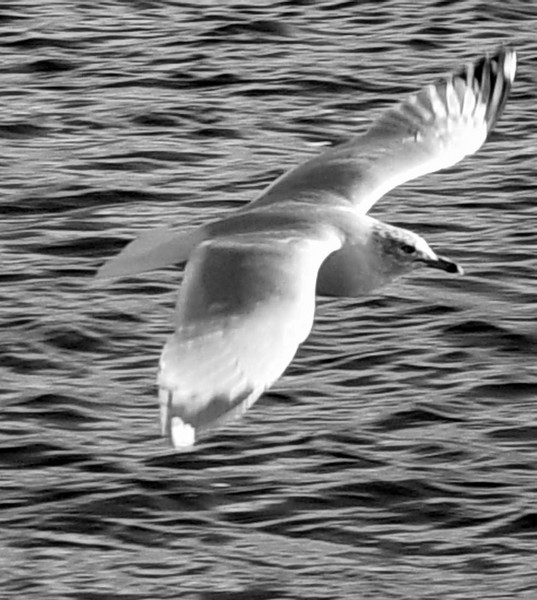 Gliding Along