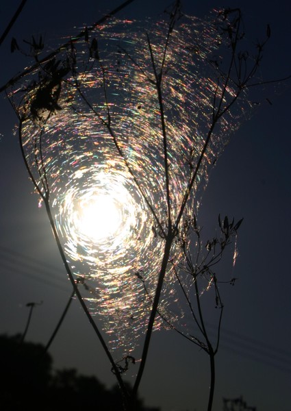 The autumn sun shines in cobweb