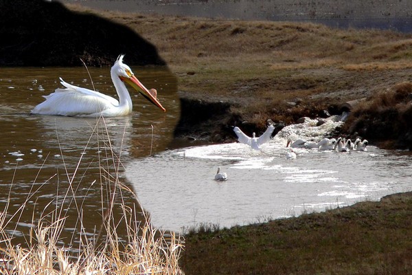 Composite of Pelicans