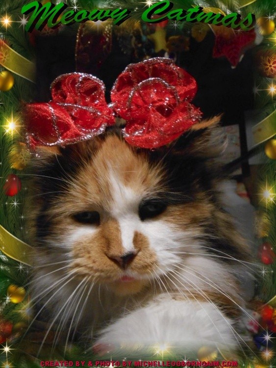 sassy xmas 3