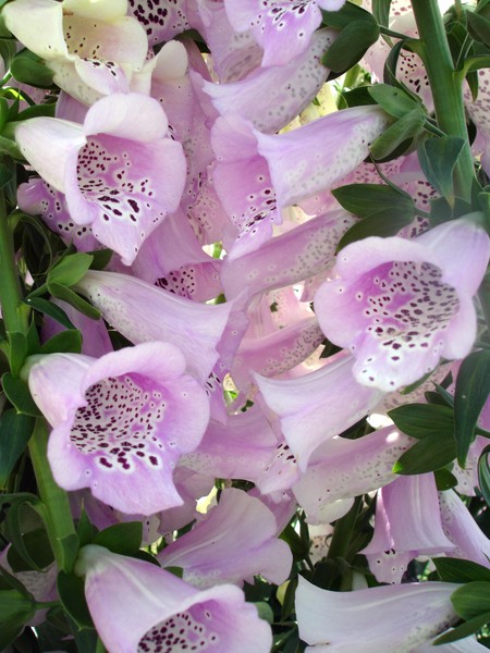 bells of summer