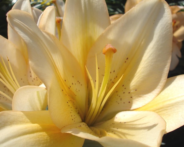 Yellow flowers 3