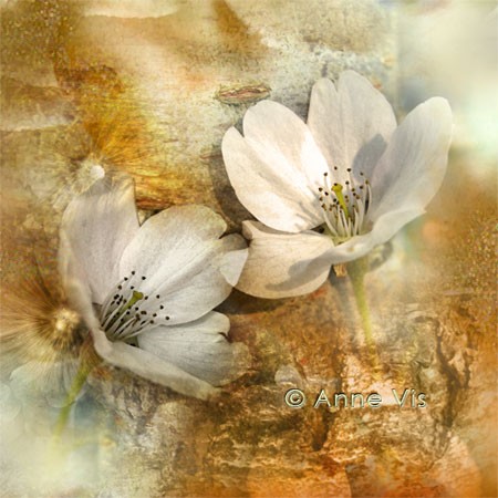 White Flowers in Wax