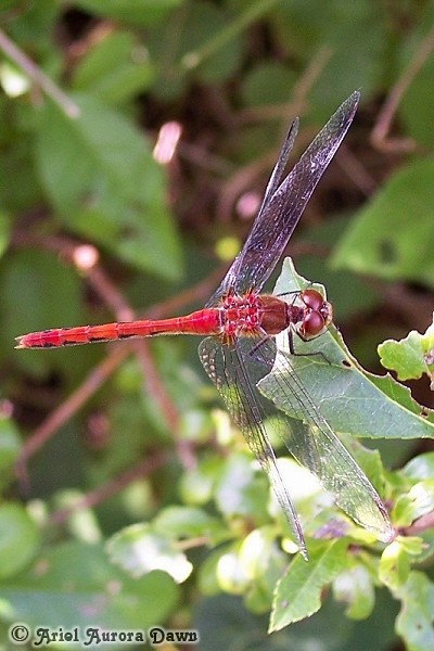 Red Dragonfly