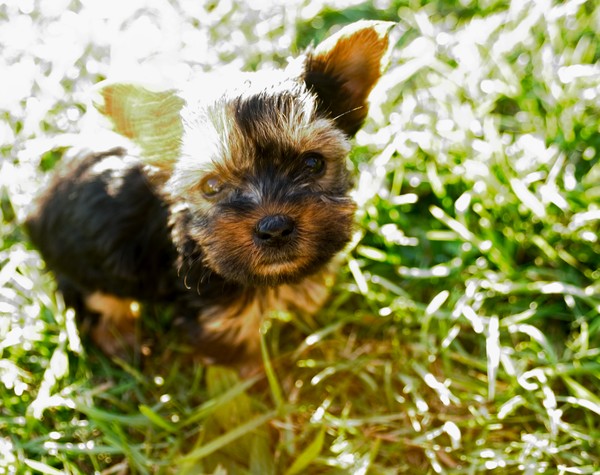 Dexter Pup