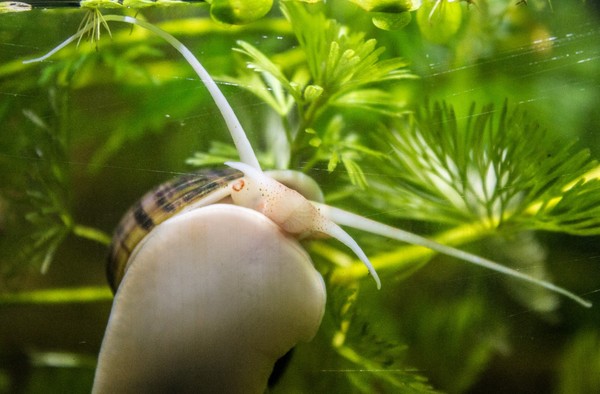 Mystery Snail