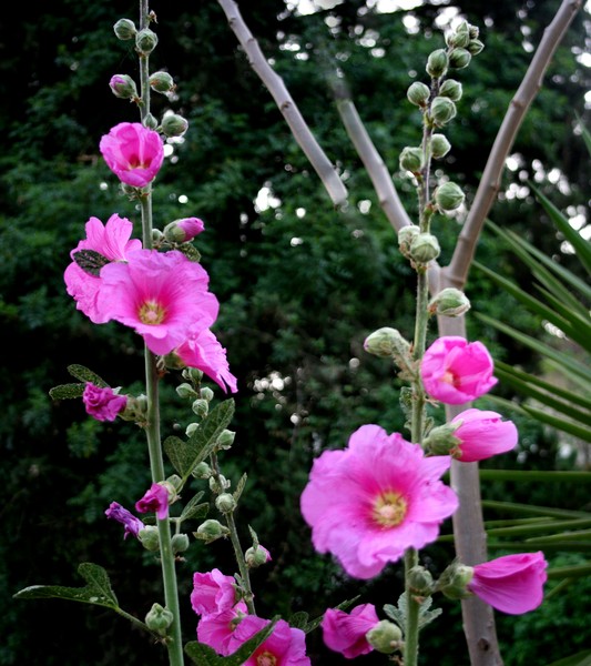 Spired Beauties