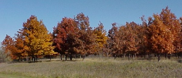 Nebraska Autumn