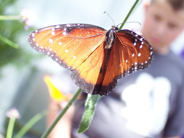 Jacob and the Butterflys