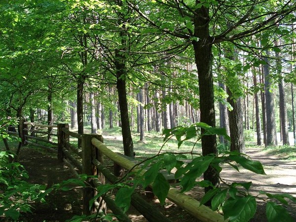 Landscape