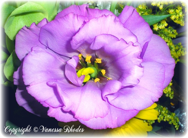 Baroque Rose