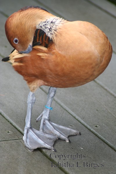 Ducky!