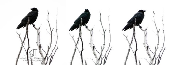 Crow Triptych