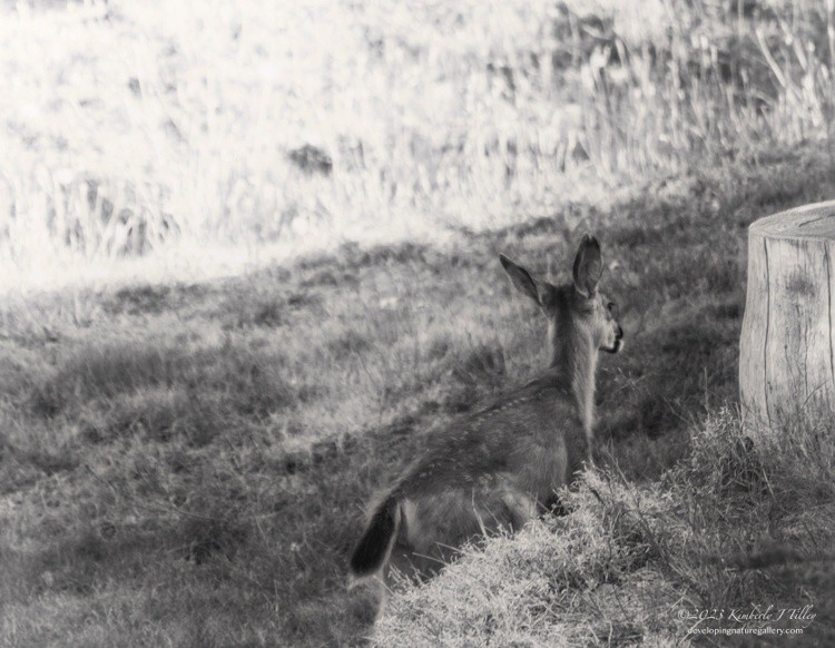 Black-tailed Fawn P2438