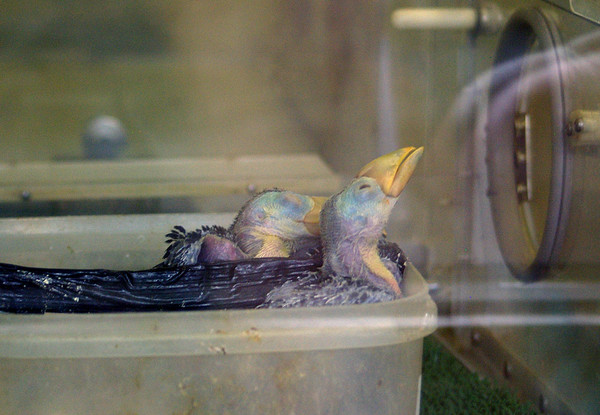 Baby toekans in cuvuse