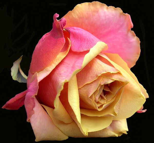 The rose Cherry