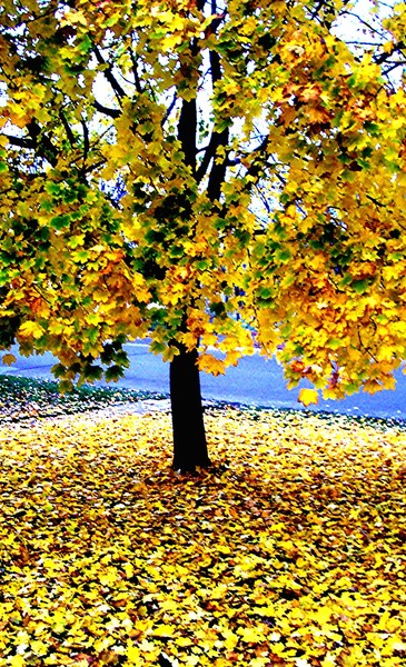 The yellow floor