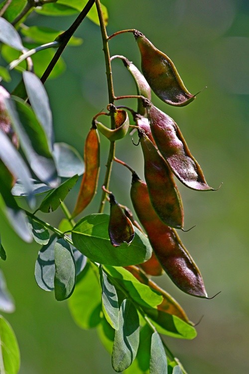 Pods