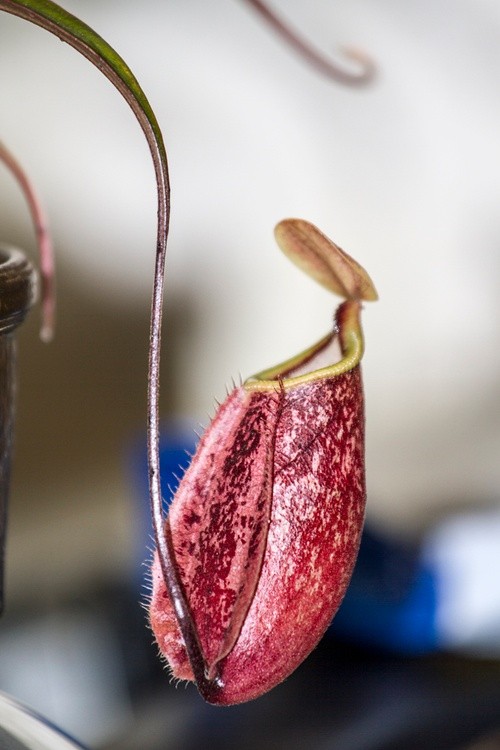 Pitcher1