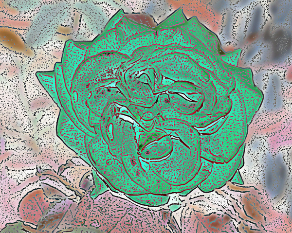 Wild Rose