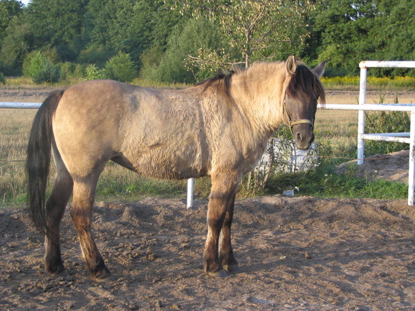 Edera 2