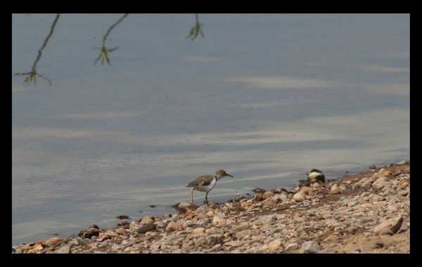 Shore Bird