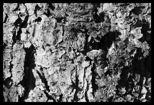 Pine Bark