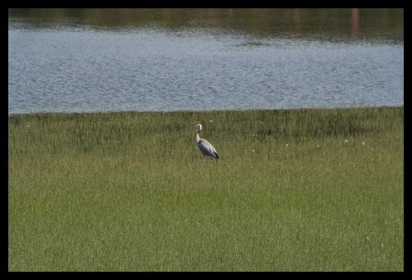 Crane