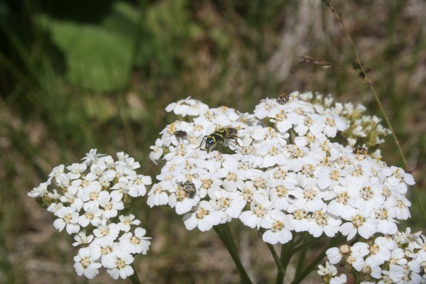 Yarrow Flower