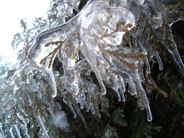 Frozen Branches
