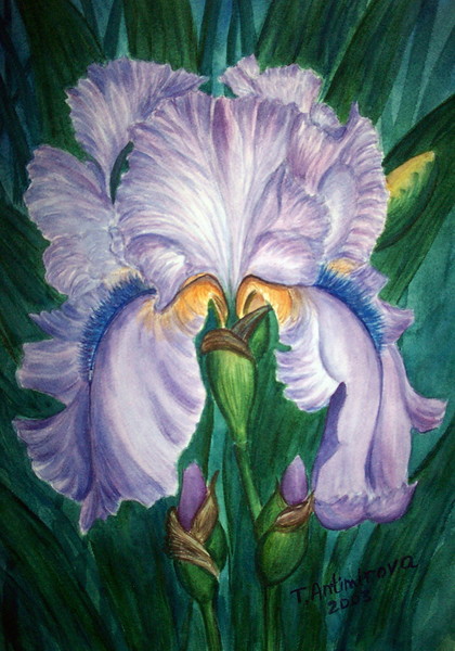  Pale Iris