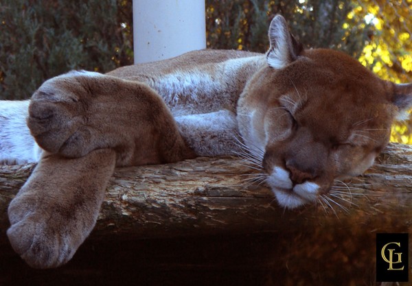 Cougar