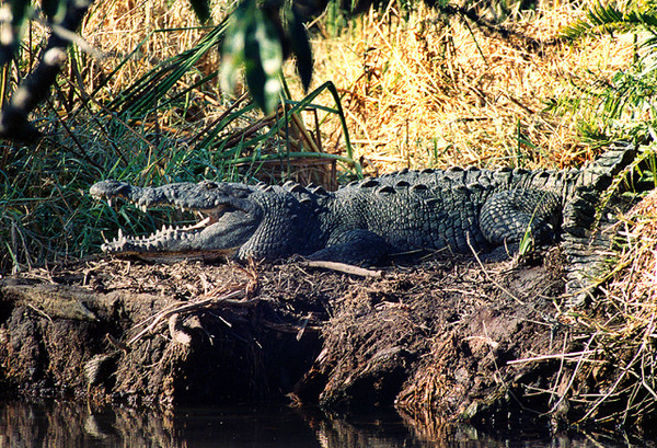 Wild Croc