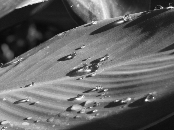 Mercer BW Drops