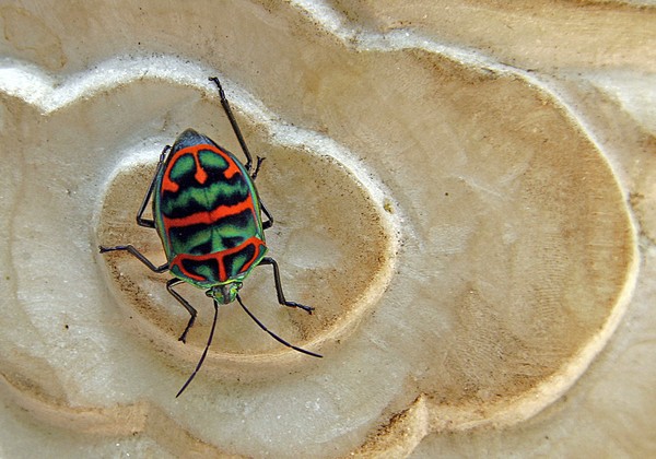 Psychedelic Beetle