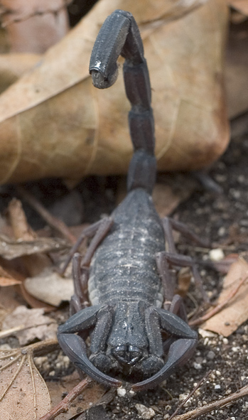 Scorpion.