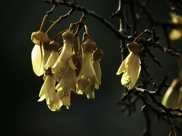 Kowhai Flowers