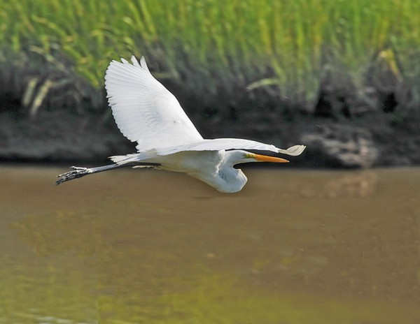 Great Egret