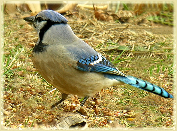 Bluejay