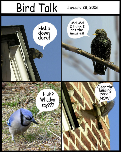 Bird Talk