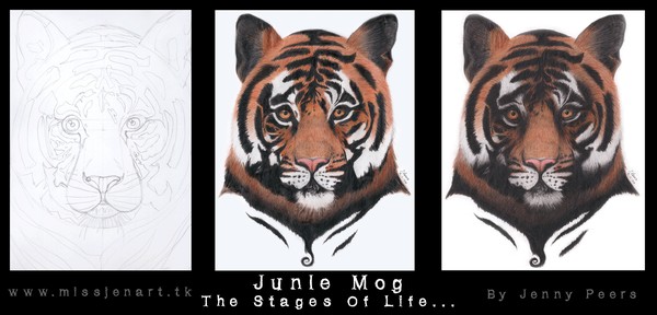 Jungle Mog, The Stages Of Life...