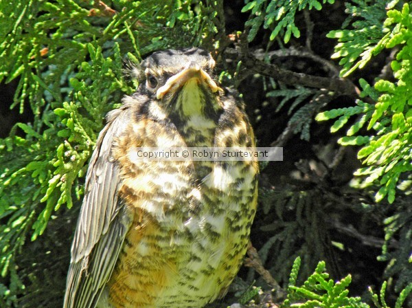 young Robin