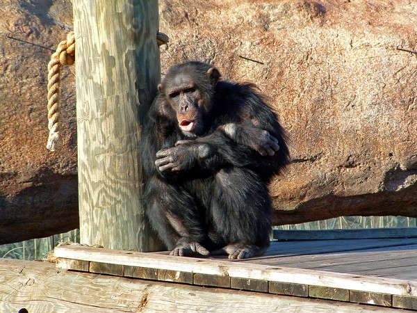 Monkey Business