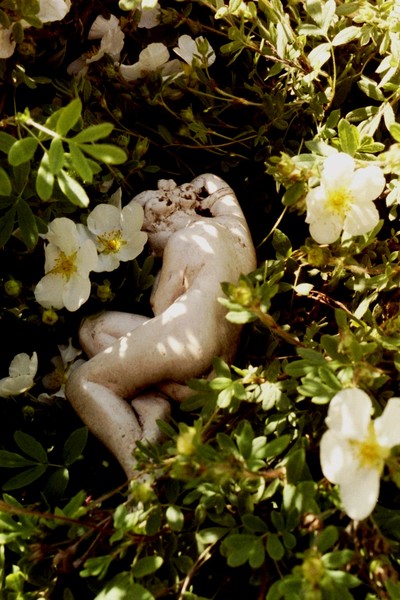 nymph