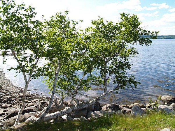 Beach Scene