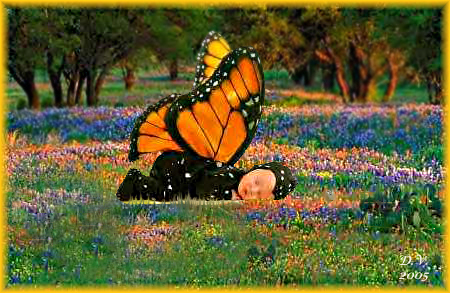 Wilflower Baby