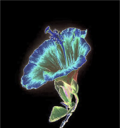 Hibiscus Spendidi