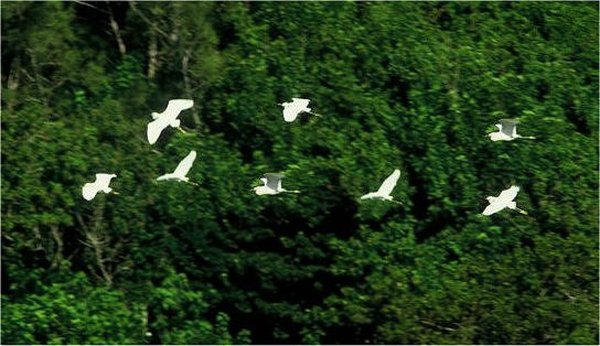 Startled Egrets