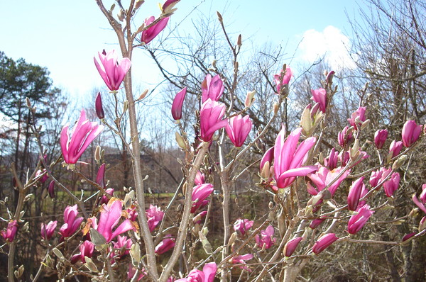 Blooming
